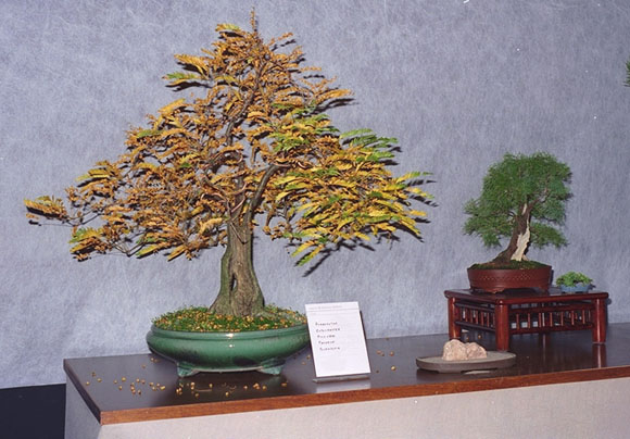 Img0060.JPG (175482 bytes)